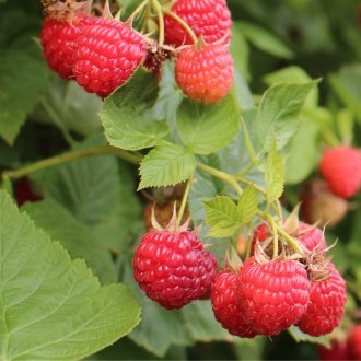 Nova Raspberry Plants